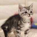 집사의 하루 대구점 이미지