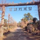 알파카 | 아이가 정말 좋아하는 제주알파카목장 '도치돌알파카목장' 후기