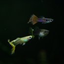 구피(guppy)