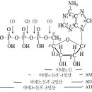 ATP (Adenosine Triphosphate) 란? 이미지