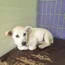 강아지 마을회관 이미지