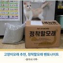 모래 공중화장실 | 정착할모래 벤토나이트모래 고양이와 집사가 동시에 만족한 고양이모래추천
