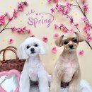 우리 애견 미용실 | 안양동애견미용 후기, 쁘띠아몽 애견미용실에서 우리 콩이가 완전히 달라졌어요!