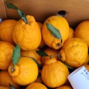 김천땅콩 이미지