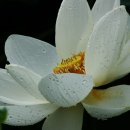 독산천 Daum카페