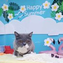 슬기로운 집사생활 | 성남 고양이 무마취 미용실, 슬기로운 집사생활