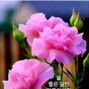 빵빠레 이미지