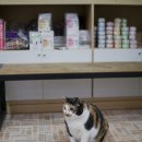 야옹동물병원 이미지