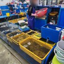 맛나상회 | 광안리횟집 추천 울타리상회 방어 후기