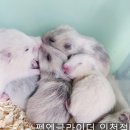 펫엔글라이더 인천점 이미지