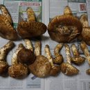 송이버섯(1.8kg)+능이버섯(0.6kg) 일괄판매(가격인하 재게시) 이미지