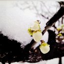 [포토에세이]상처 위에 핀 꽃(동아일보) / [빛명상] 시작의 자리 / 이 땅에 살아가는 모두를 향하여 이미지