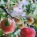 꿈이있는사과나무 이미지