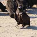 독수리 | 관심사ㅣ25. 12. 고령 독수리 식당 탐조 후기🦅