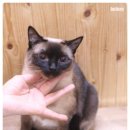 퍼피앤캣 이미지