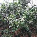 원농장1 이미지