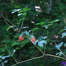 불당골세천 이미지