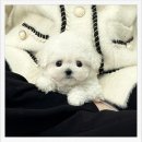 광명문화의집 | 광명미니비숑분양 후기“작고 귀엽고, 더 사랑스러운 가족이 생겼어요”**