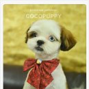 바오펫샵 이미지