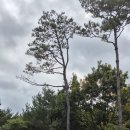 밀키스테이 이미지