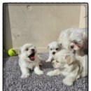 펫스티발 이미지