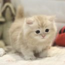 먼치킨 | 【부산먼치킨고양이입양】 입양 후기 &amp; 주의할 점 총정리!