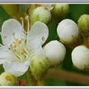 마가목민박 이미지