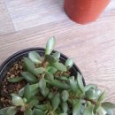 천금성