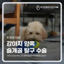24시 바덴동물메디컬 | 첨단1동동물병원 강아지 양쪽 슬개골 탈구 파행 증상에 따른 교정 수술 [바덴동물메디컬센터]