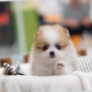 구산동 강아지 이미지