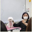 행복한애견미용실 이미지