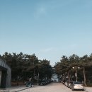 솔향기캠핑장 이미지