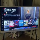 클로이 주간일기 챌린지 8 : 여름휴가, 대전 반려동물공원, 생일파티