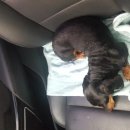 닥터페티앙동물병원 이미지