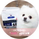21세기애견용품