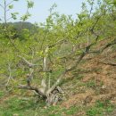 농장 천지인 이미지