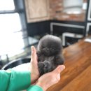 블루퍼피 이미지