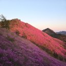 가야-8 | 천주산 진달래 끝물입니다, 그래도 가야 하는 이유 (26. 4. 8. 일출 실시간 후기)