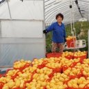 성주농원 이미지