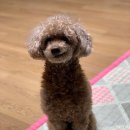 제이스동물병원 | [고촌강아지미용/김포동물병원] 오늘 다녀온 따끈따끈 강아지미용후기-고촌제이스동물병원