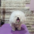 나나 펫 살롱 이미지