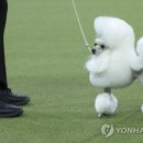 Dog Show 이미지