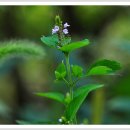 아이나래풀 이미지