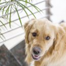 운정24시동물의료센터 이미지