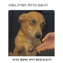 네네치킨엔봉구스밥버거 호계점 | 오랜만입디다