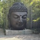[항저우여행]항저우식물원 한미림예술관 후기, 항저우 가볼만한 곳! MZ핫플 방문기, 항저우숨겨진명소