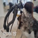 로이드밤 권선점 이미지