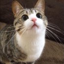 강아지랑 고양이 이미지