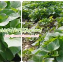 김성환농장 이미지