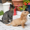 마리동물의료센터 이미지